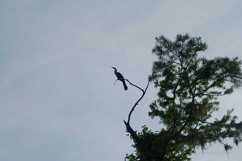 Bridge  - Spring 2006 105.JPG - A Snake Bird, or Anhinga.